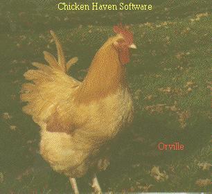 Non graphic browser: A picture of Orville, my
old Buff Orpington rooster